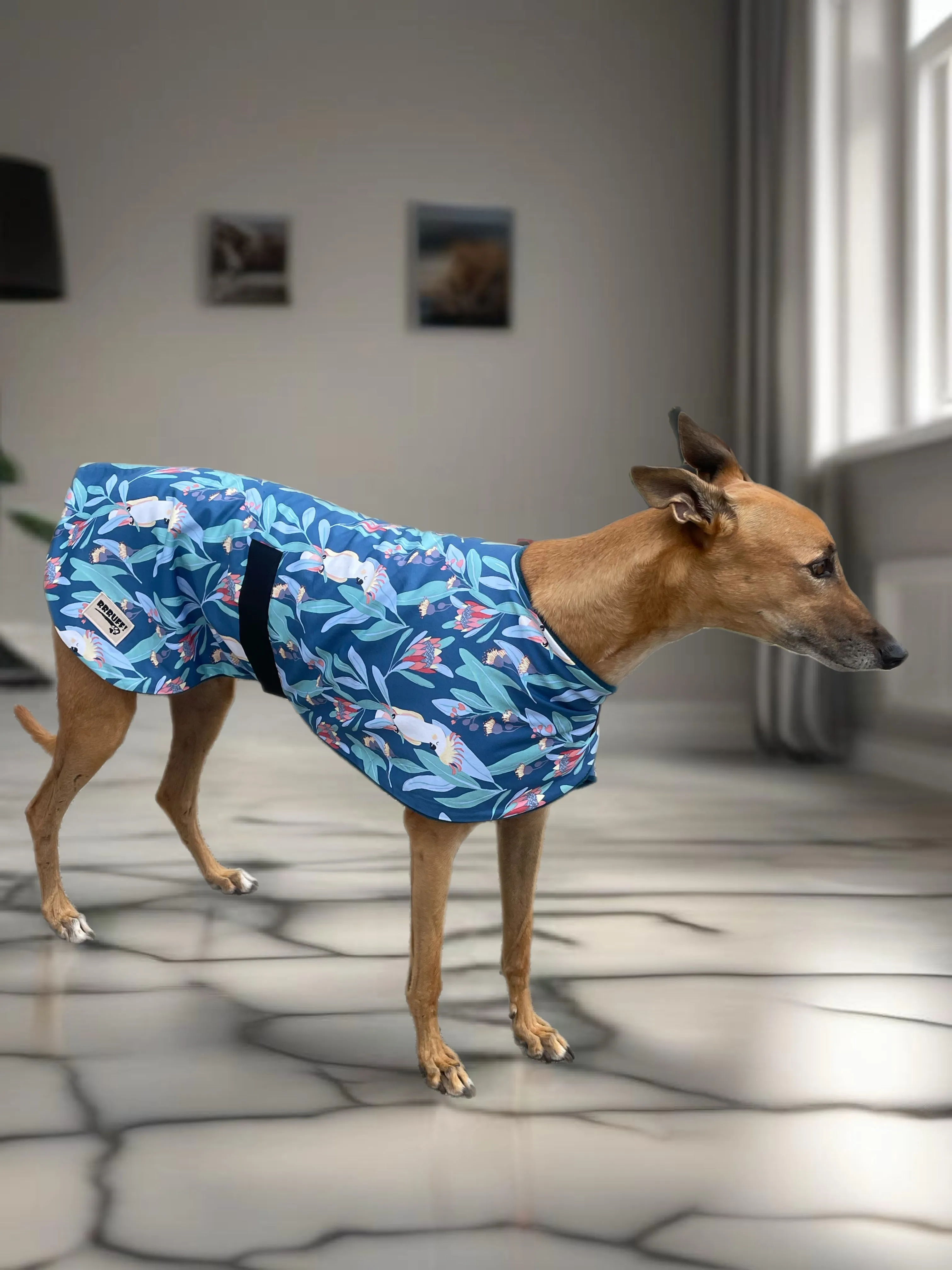 Blue cockatoo Autumn range classic style Greyhound coat in cotton & fleece washable