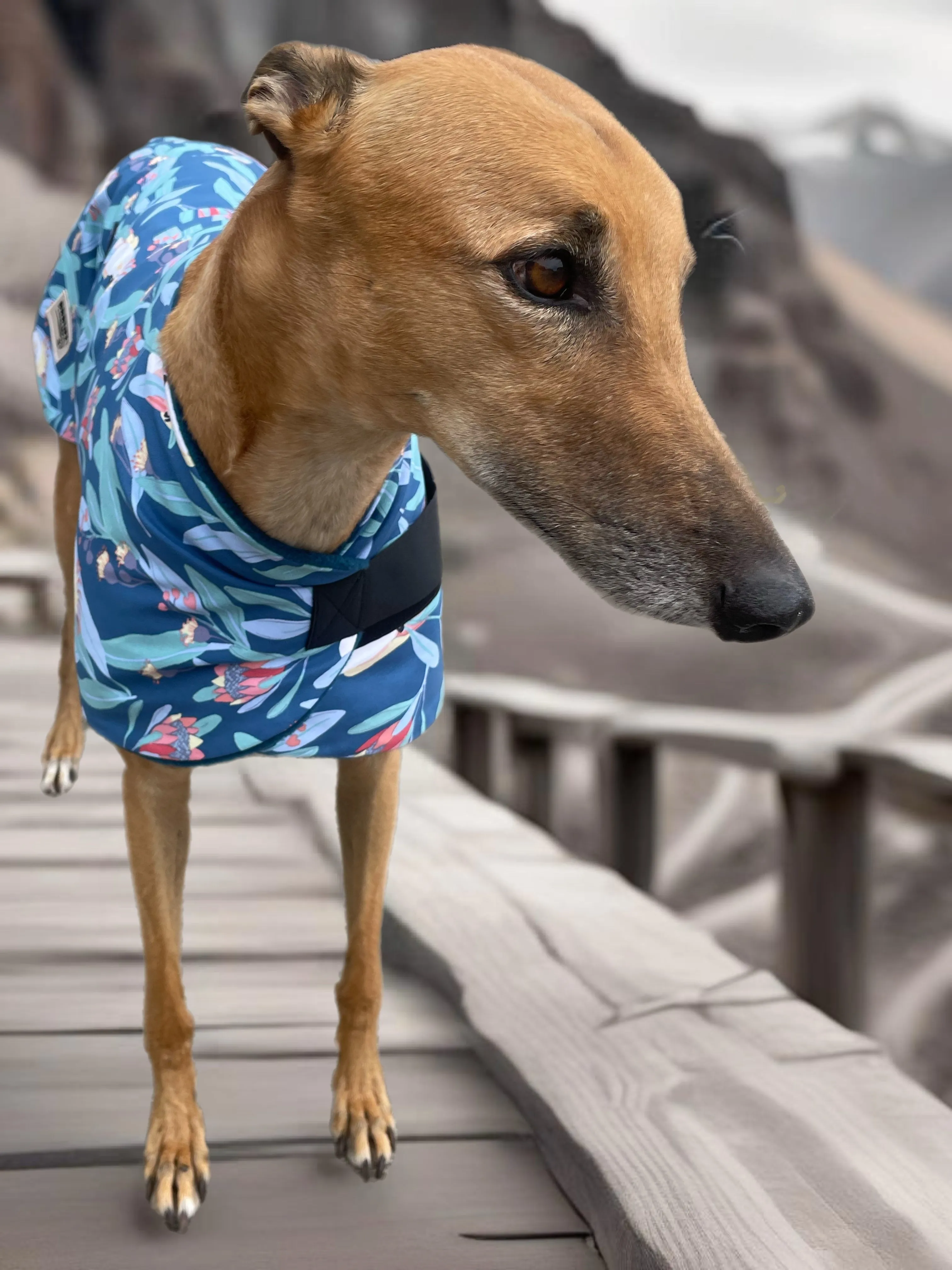 Blue cockatoo Autumn range classic style Greyhound coat in cotton & fleece washable