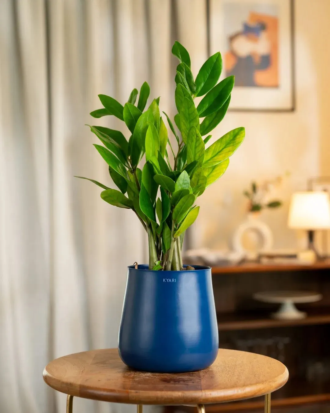Zamia Green - ZZ Plant with Medium Metal Self Watering Pot