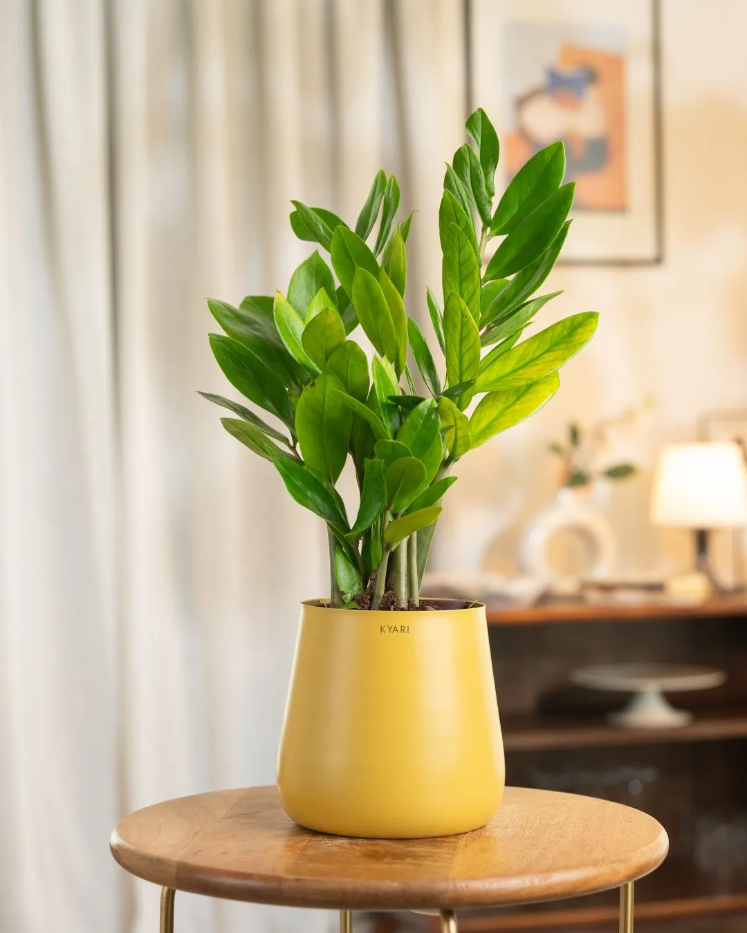 Zamia Green - ZZ Plant with Medium Metal Self Watering Pot