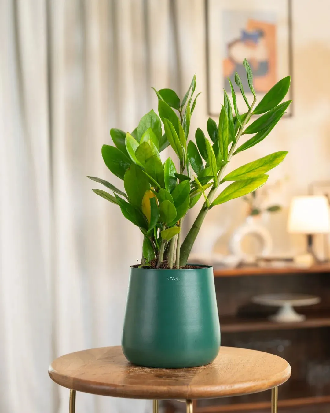 Zamia Green - ZZ Plant with Medium Metal Self Watering Pot