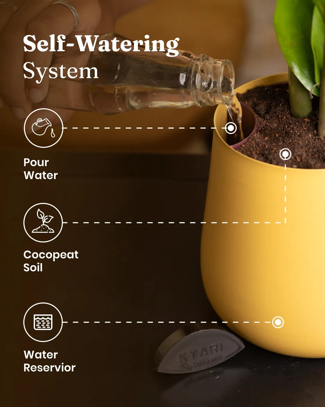Zamia Green - ZZ Plant with Medium Metal Self Watering Pot