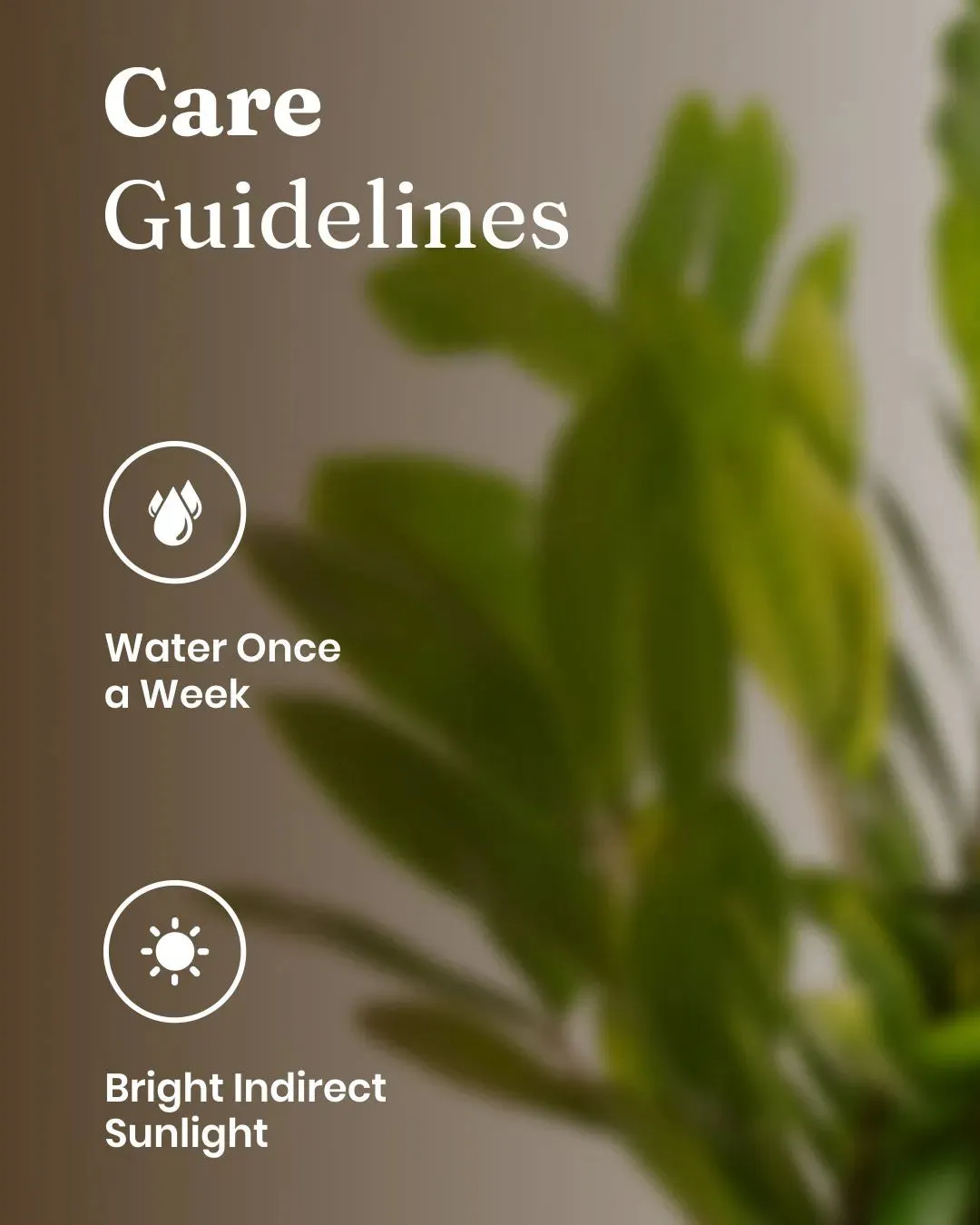 Zamia Green - ZZ Plant with Medium Metal Self Watering Pot