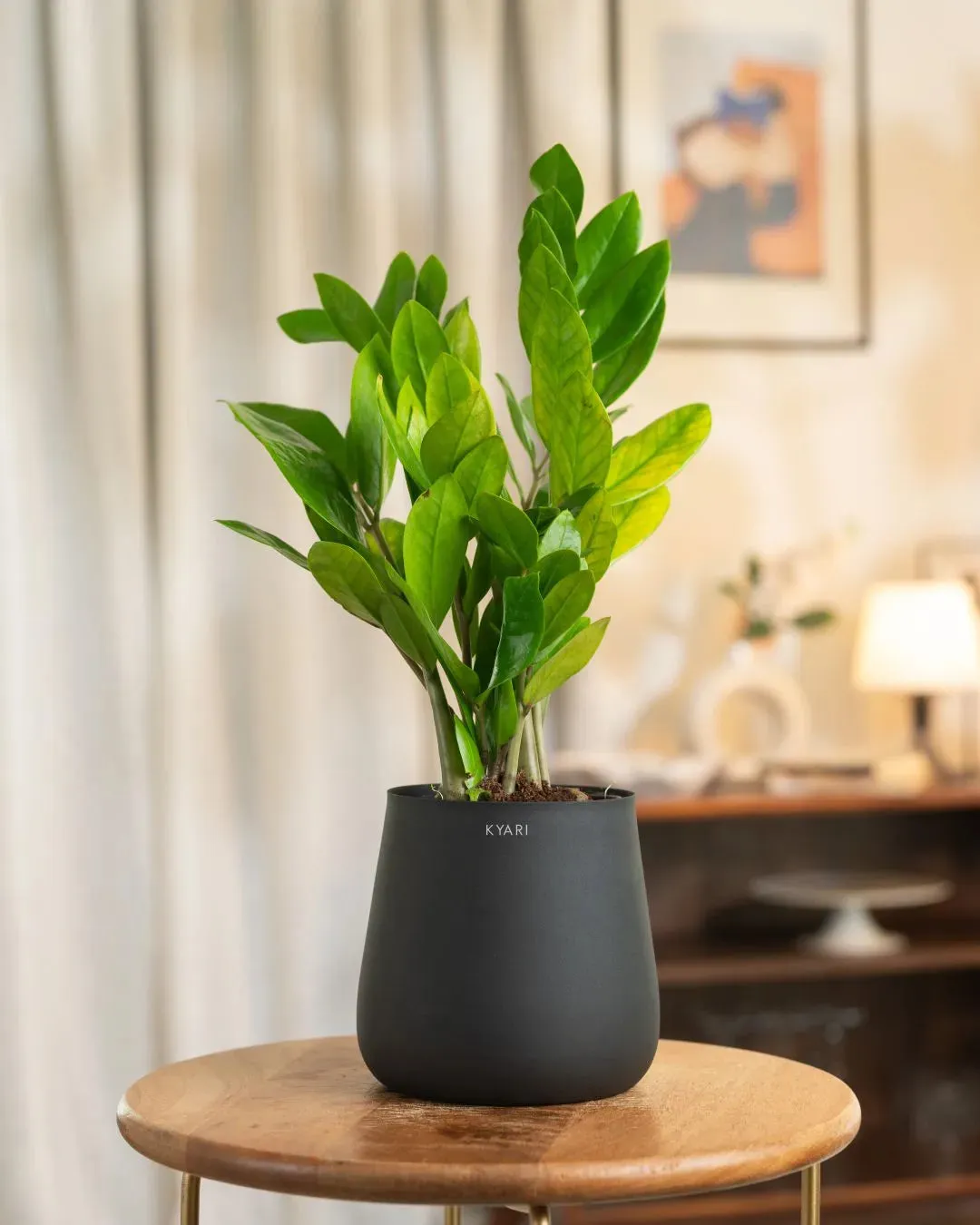 Zamia Green - ZZ Plant with Medium Metal Self Watering Pot