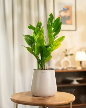 Zamia Green - ZZ Plant with Medium Metal Self Watering Pot