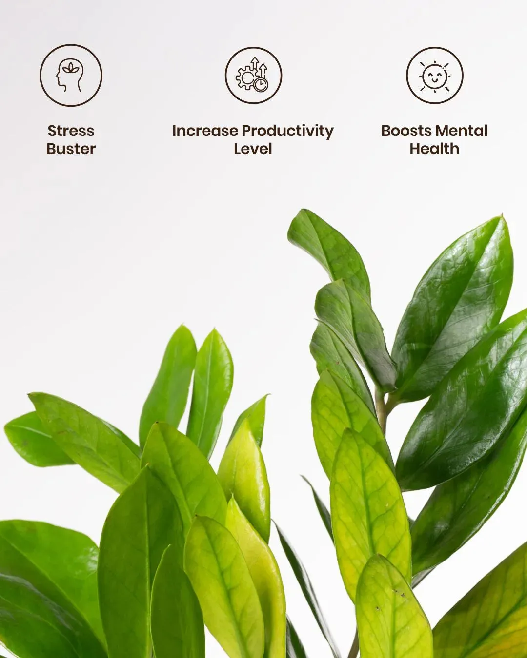 Zamia Green - ZZ Plant with Medium Metal Self Watering Pot